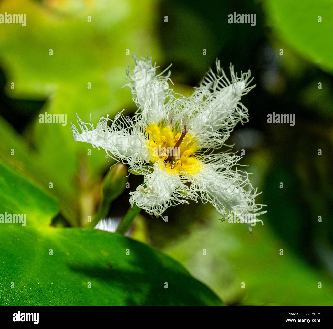 Blüte der Humboldts Wasserrand (Nymphoides humboldtiana) in einem Teich. Botanischer Garten, KIT, Karlsruhe, Deutschland, Europa Stockfoto