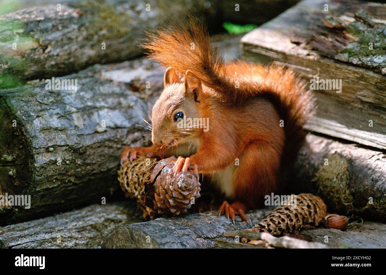 Eurasisches Rothörnchen (Sciurus vulgaris), das sich von Kiefernzapfen ernährt Stockfoto