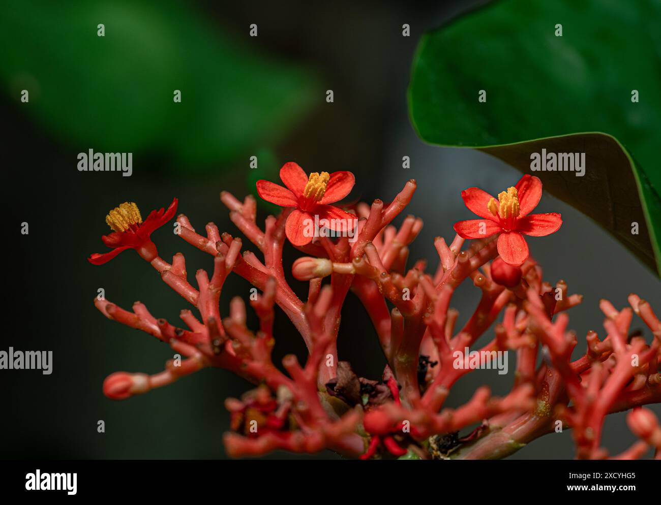 Buddhas Bauch Anlage oder Gicht Anlage (Jatropha podagrica), Euphorbiaceae. Botanischer Garten, KIT, Karlsruhe, Deutschland, Europa. Stockfoto