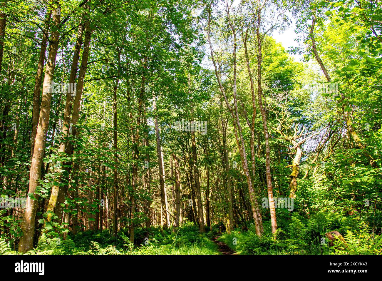 Dundee, Tayside, Schottland, Großbritannien. Juni 2024. Wetter in Großbritannien: Templeton Woods bietet eine wunderschöne Landschaft mit Bäumen mit lebhaftem Grün und verschiedenen Waldpflanzen während der Sommersaison in Dundee, Schottland. Quelle: Dundee Photographics/Alamy Live News Stockfoto