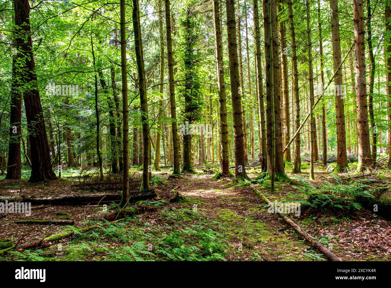 Dundee, Tayside, Schottland, Großbritannien. Juni 2024. Wetter in Großbritannien: Templeton Woods bietet eine wunderschöne Landschaft mit Bäumen mit lebhaftem Grün und verschiedenen Waldpflanzen während der Sommersaison in Dundee, Schottland. Quelle: Dundee Photographics/Alamy Live News Stockfoto