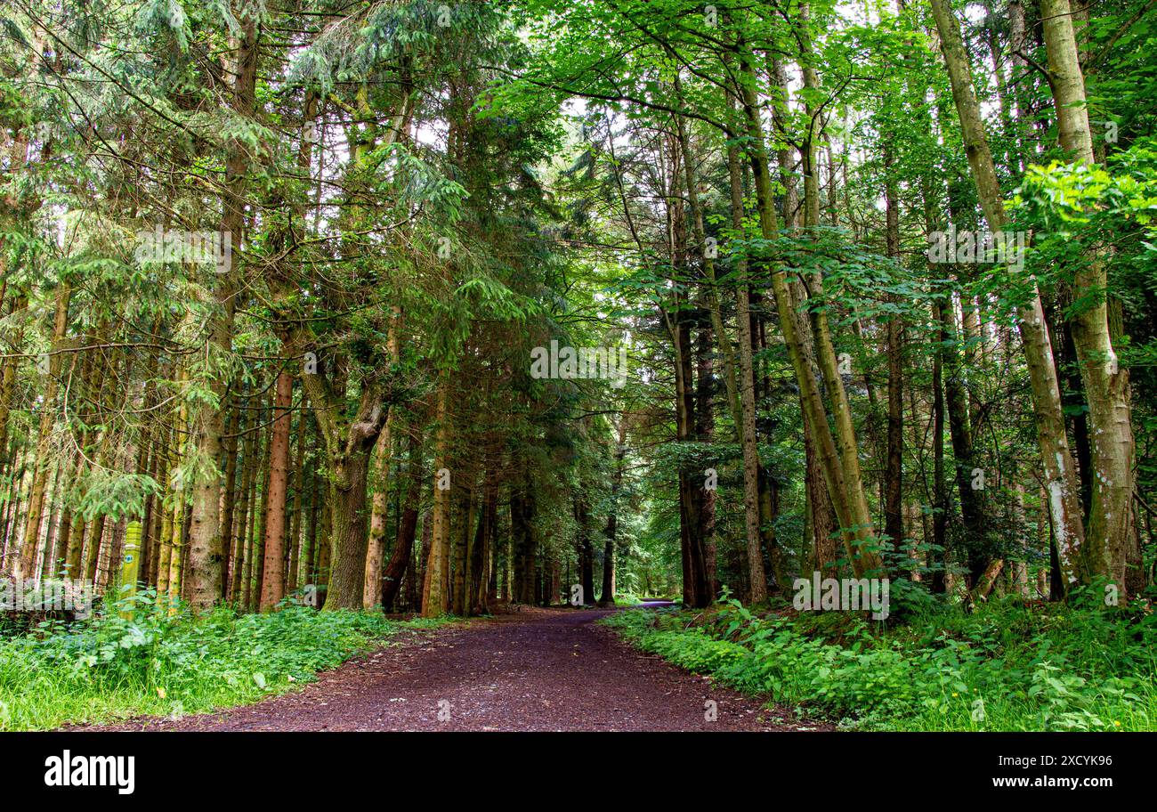 Dundee, Tayside, Schottland, Großbritannien. Juni 2024. Wetter in Großbritannien: Templeton Woods bietet eine wunderschöne Landschaft mit Bäumen mit lebhaftem Grün und verschiedenen Waldpflanzen während der Sommersaison in Dundee, Schottland. Quelle: Dundee Photographics/Alamy Live News Stockfoto