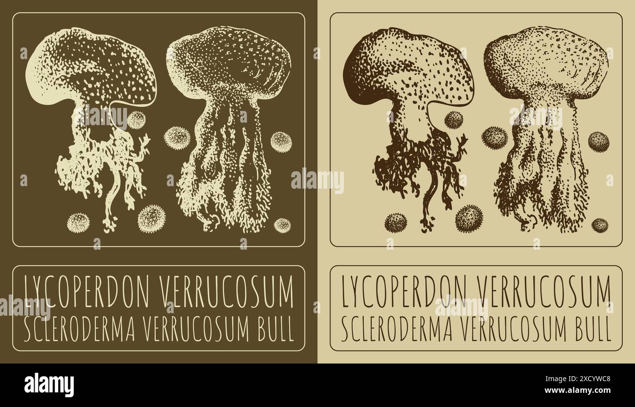 Vektorzeichnung LYCOPERDON VERRUCOSUM. Handgezeichnete Abbildung. Der lateinische Name ist SKLERODERMA VERRUCOSUM BULLE. Stock Vektor