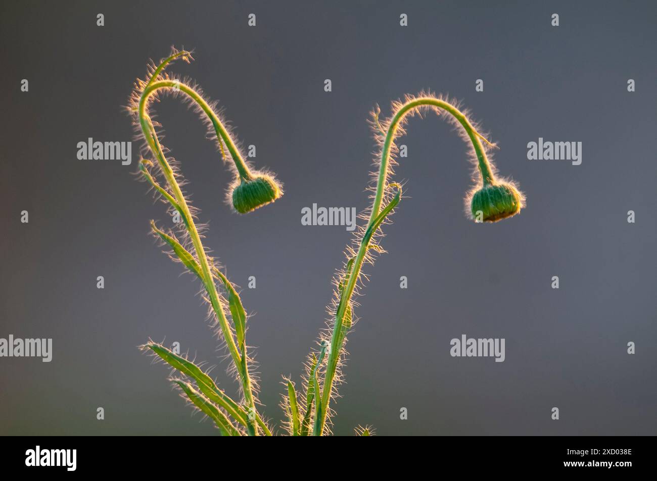 Trichome auf dem Stamm einer Wildblume mit Knospen, Calden Forest, La Pampa Argentina Stockfoto