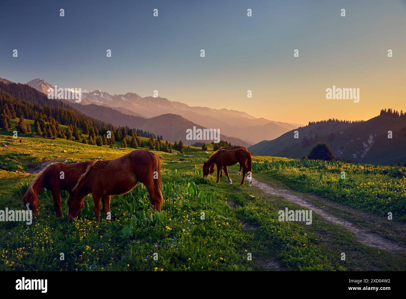 Wunderschöne Landschaft mit wilden Pferden auf der Berglandschaft und Fichtenwald mit gelben Blumen am Sonnenuntergang Himmel in Almaty, Kasachstan Stockfoto