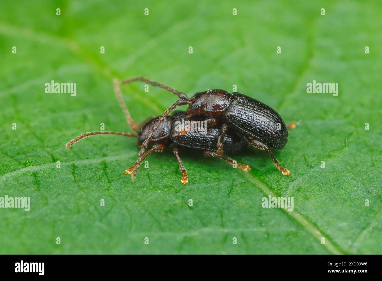 Kopalflohkäfer (Aulacothorax copalina) - Paarung Stockfoto