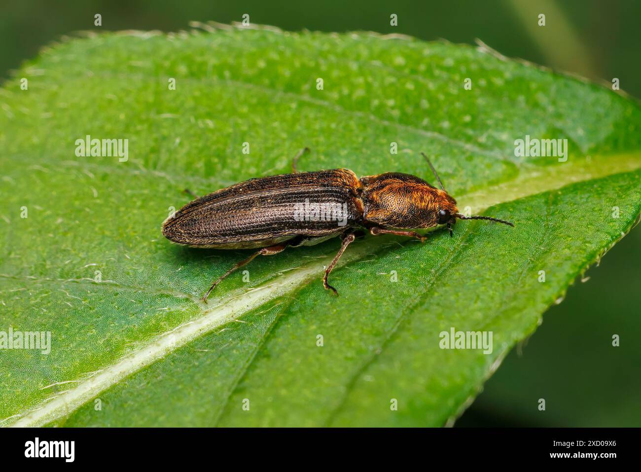 Klicken Sie auf Käfer (Limonius auripilis) Stockfoto