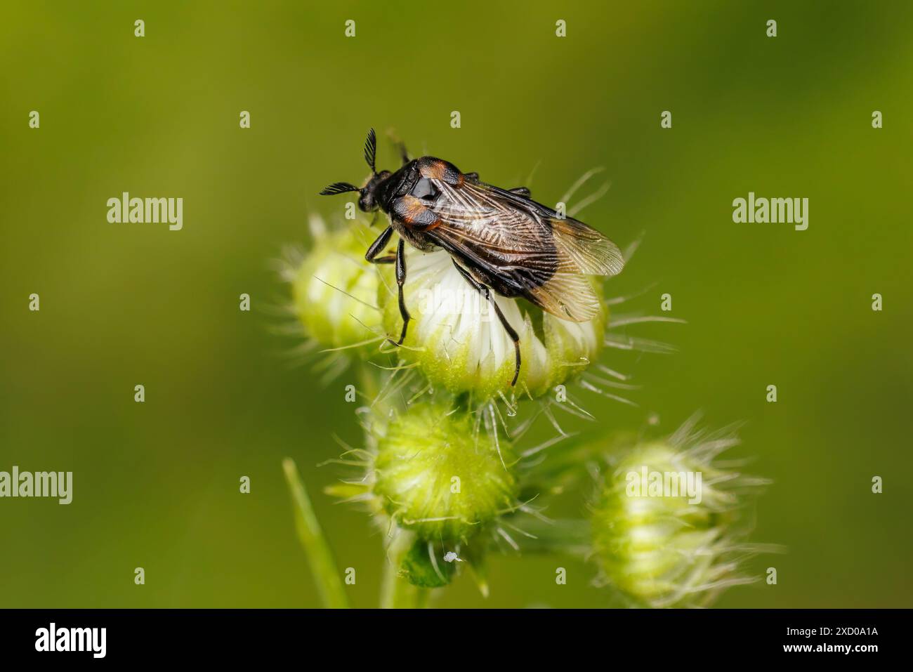 Keilförmiger Käfer (Ripiphorus fasciatus) - weiblich Stockfoto