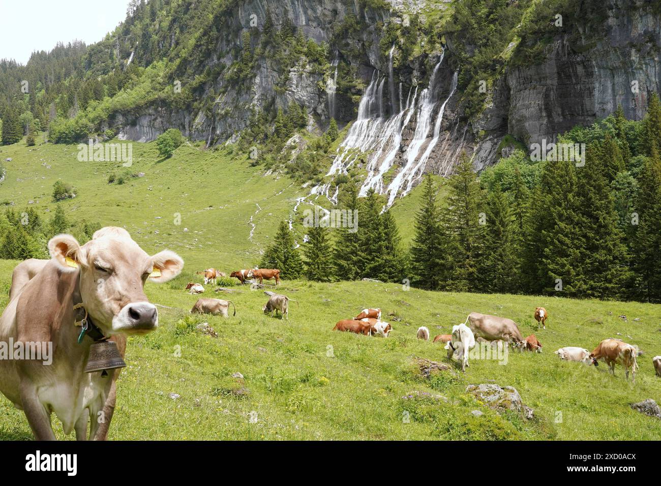 Anton Geisser 19.06.2024 BE Schweiz. Landwirtschaft Alpwirtschaft. Bild : Kuehe auf einer Alpweide mit Wasserfall *** Anton Geisser 19 06 2024 BE Schweiz Landwirtschaft Almwirtschaft Bilder von Kühen auf einer Almweide mit Wasserfall Stockfoto