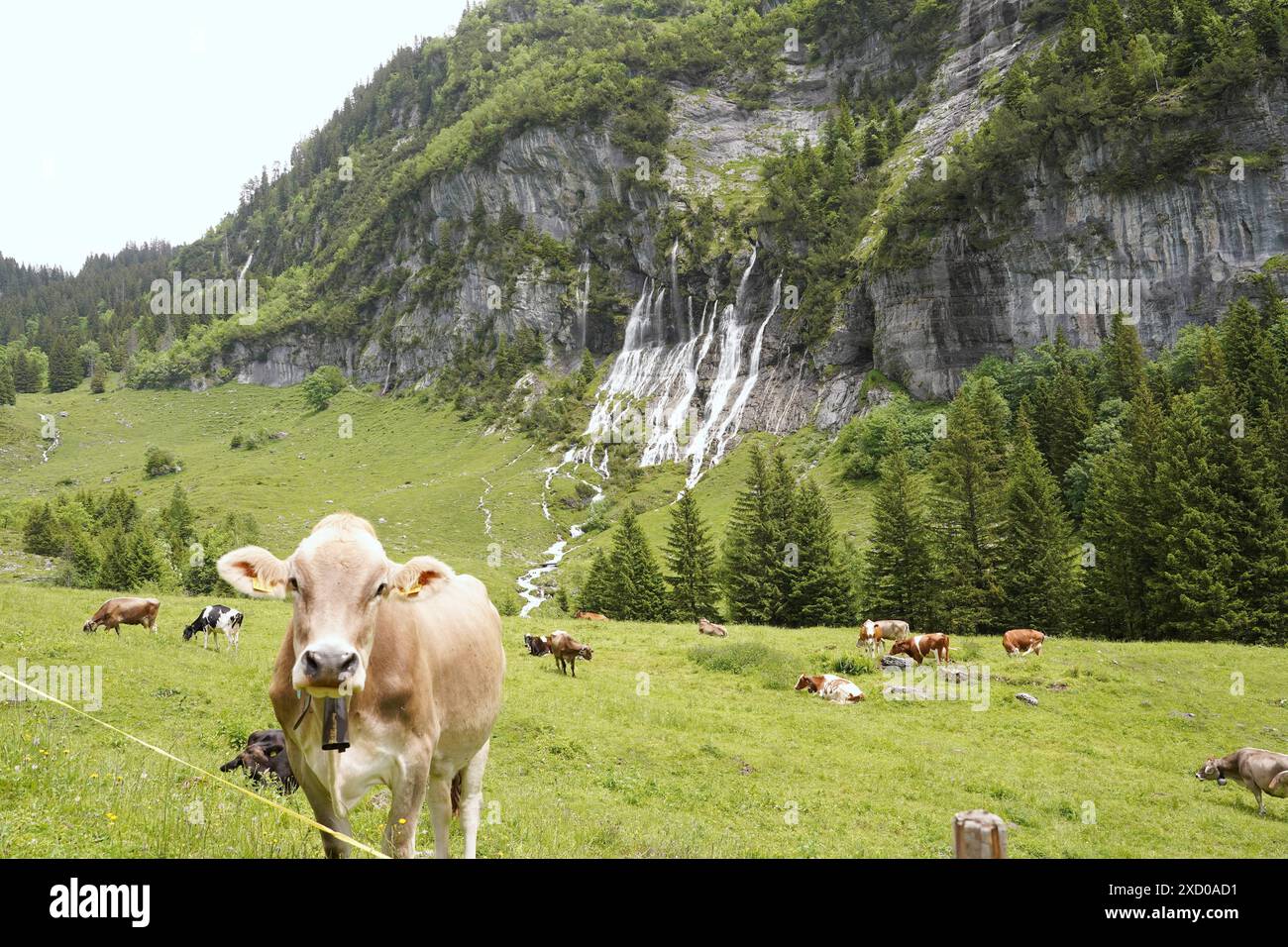 Anton Geisser 19.06.2024 BE Schweiz. Landwirtschaft Alpwirtschaft. Bild : Kuehe auf einer Alpweide mit Wasserfall *** Anton Geisser 19 06 2024 BE Schweiz Landwirtschaft Almwirtschaft Bilder von Kühen auf einer Almweide mit Wasserfall Stockfoto