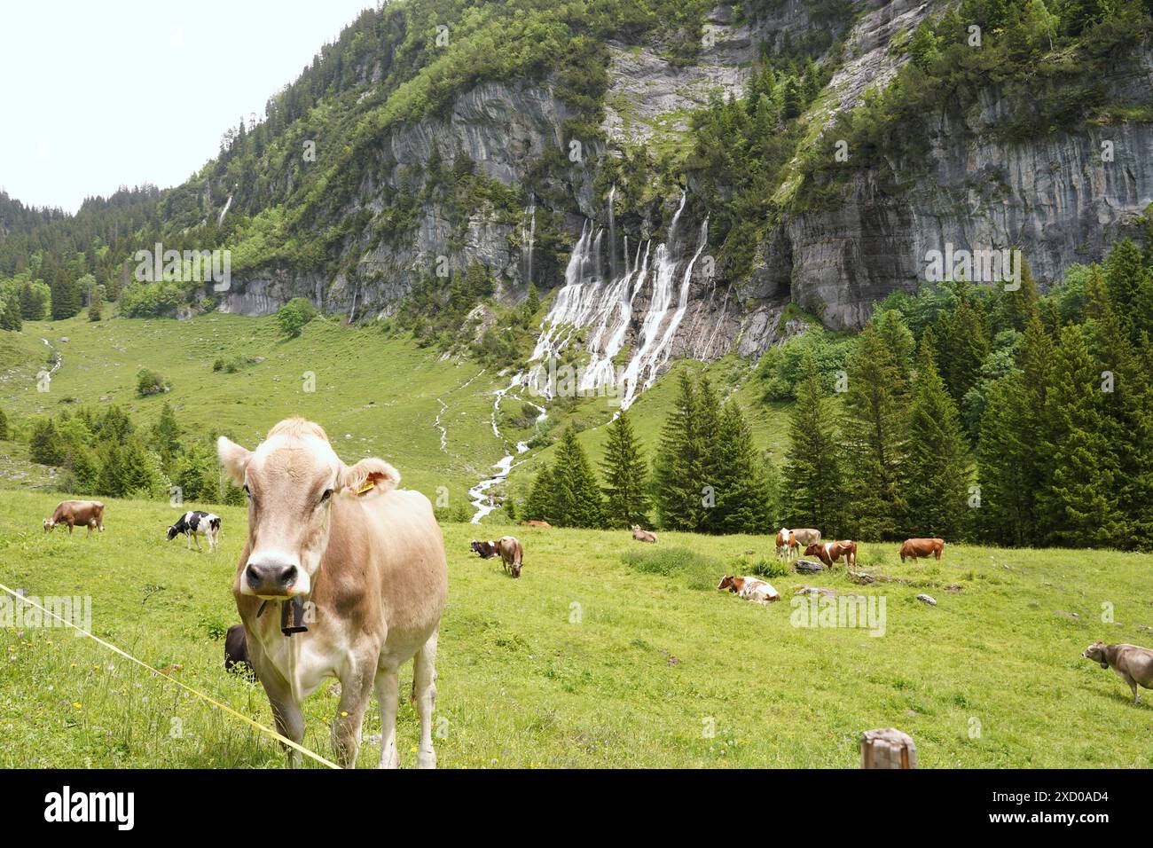 Anton Geisser 19.06.2024 BE Schweiz. Landwirtschaft Alpwirtschaft. Bild : Kuehe auf einer Alpweide mit Wasserfall *** Anton Geisser 19 06 2024 BE Schweiz Landwirtschaft Almwirtschaft Bilder von Kühen auf einer Almweide mit Wasserfall Stockfoto