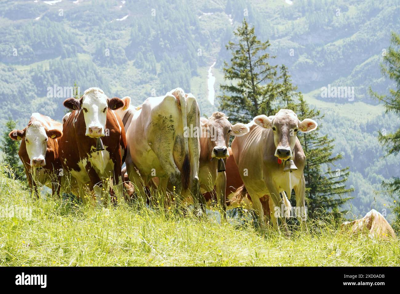 Anton Geisser 19.06.2024 BE Schweiz. Landwirtschaft Alpwirtschaft. Bild : Kuehe auf einer Alpweide. *** Anton Geisser 19 06 2024 BE Schweiz Landwirtschaft Alpwirtschaft Bilderkühe auf Almweide Stockfoto