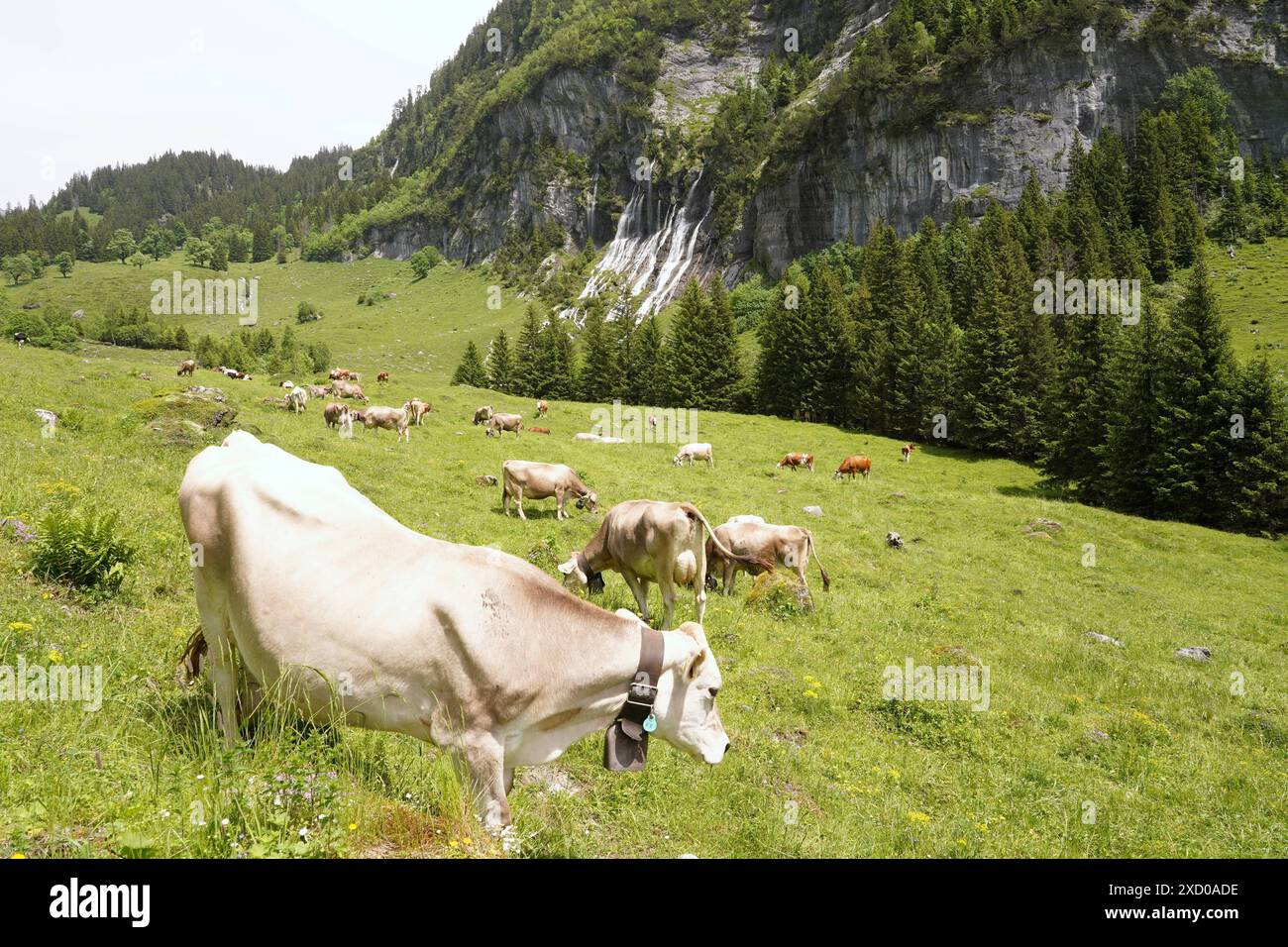 Anton Geisser 19.06.2024 BE Schweiz. Landwirtschaft Alpwirtschaft. Bild : Kuehe auf einer Alpweide mit Wasserfall *** Anton Geisser 19 06 2024 BE Schweiz Landwirtschaft Almwirtschaft Bilder von Kühen auf einer Almweide mit Wasserfall Stockfoto