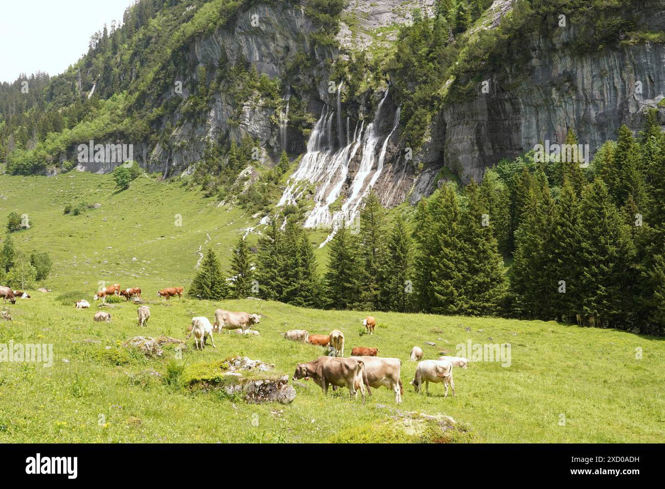 Anton Geisser 19.06.2024 BE Schweiz. Landwirtschaft Alpwirtschaft. Bild : Kuehe auf einer Alpweide mit Wasserfall *** Anton Geisser 19 06 2024 BE Schweiz Landwirtschaft Almwirtschaft Bilder von Kühen auf einer Almweide mit Wasserfall Stockfoto