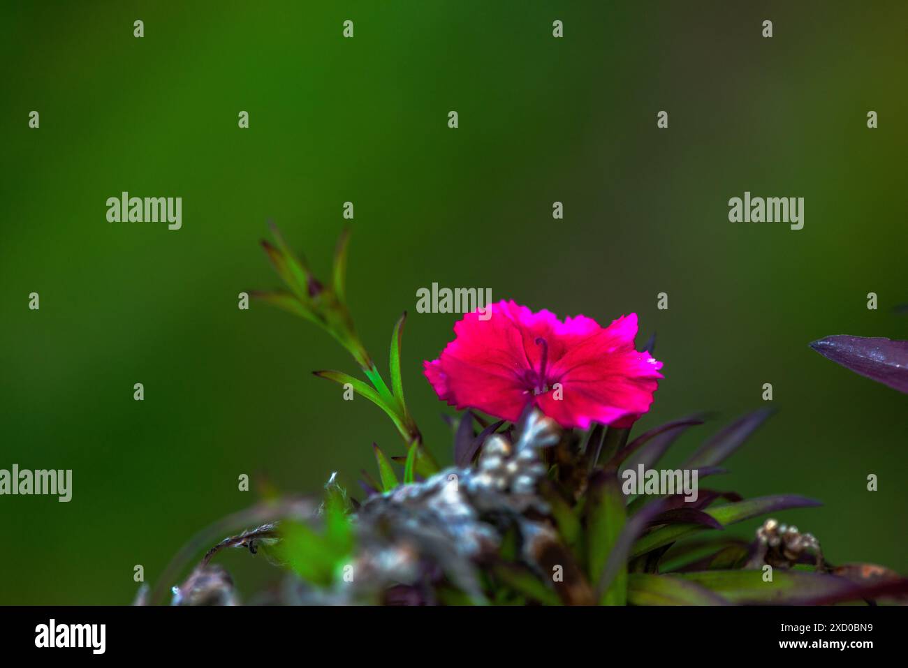 Ein detailreiches Makrofoto einer rosa Blume, das die zarten Blütenblätter und die lebendigen Farben in atemberaubender Detailtreue einfängt. Stockfoto