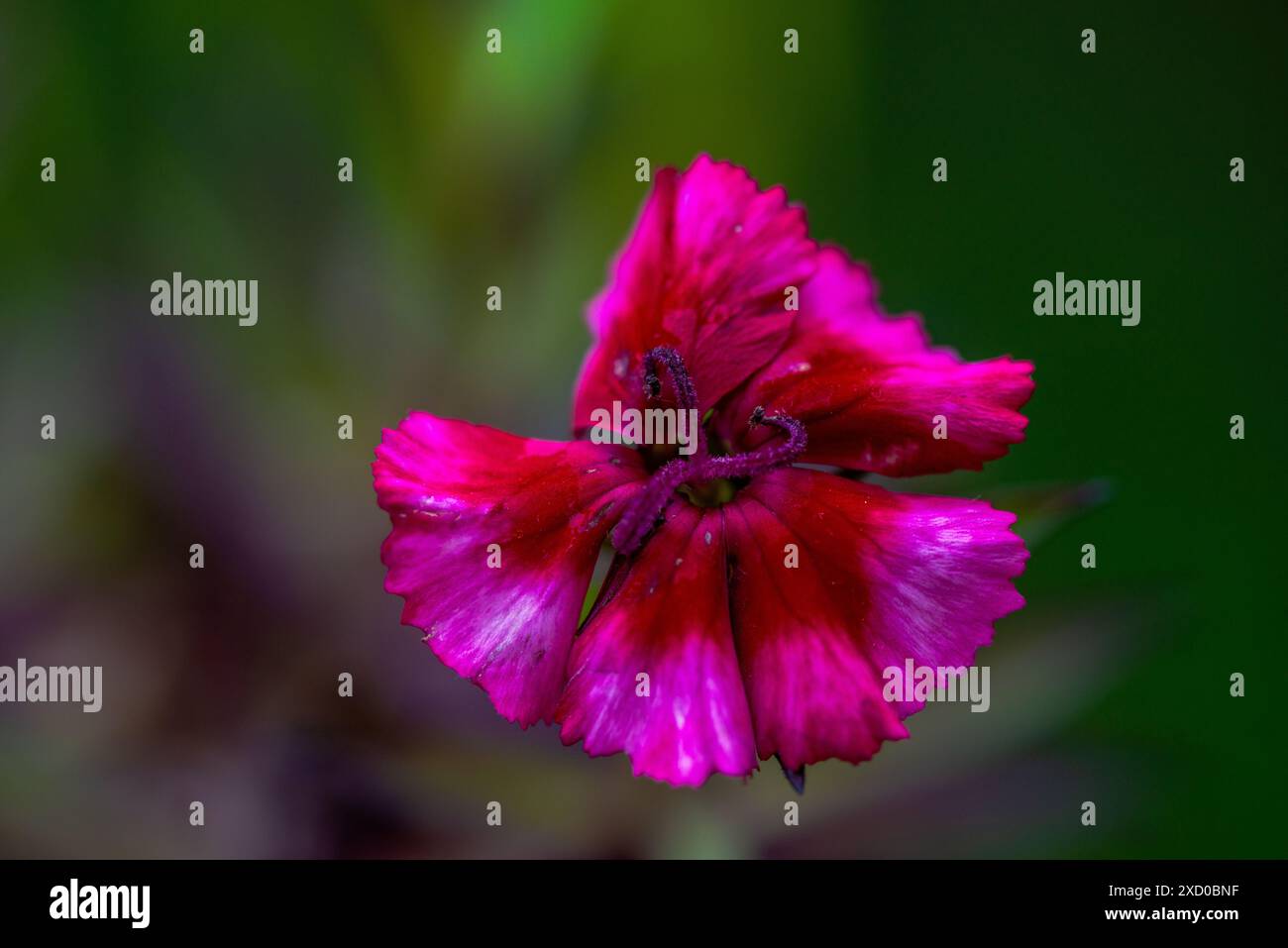 Ein detailreiches Makrofoto einer rosa Blume, das die zarten Blütenblätter und die lebendigen Farben in atemberaubender Detailtreue einfängt. Stockfoto