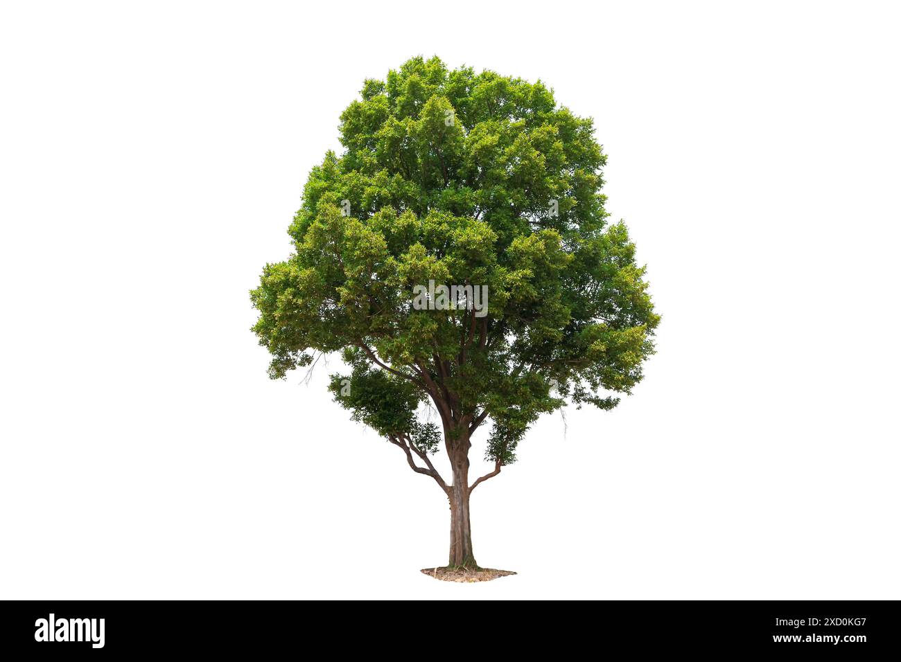 Ein großer Baum steht allein auf weißem Hintergrund. Der Baum ist hoch und hat viele Blätter, Schnittpfade. Das Konzept von Einsamkeit und Frieden Stockfoto