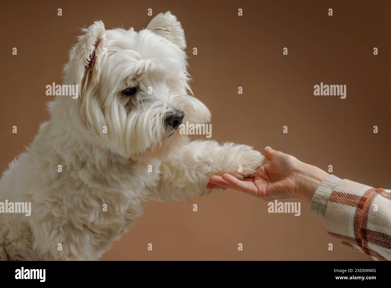 Gehorsamer Hund gibt seinem Besitzer Pfoten auf gelbem Hintergrund, Tierhundeausbildung, loyales Freundschaftskonzept Stockfoto