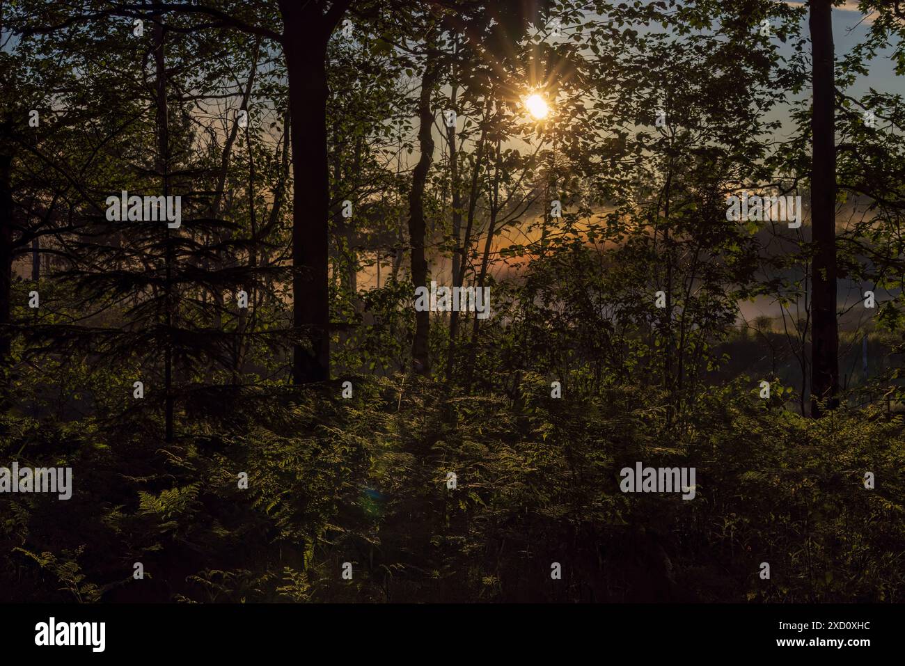 Ein schöner Sonnenaufgang an einem Junitag im Norden von Wisconsin. Stockfoto
