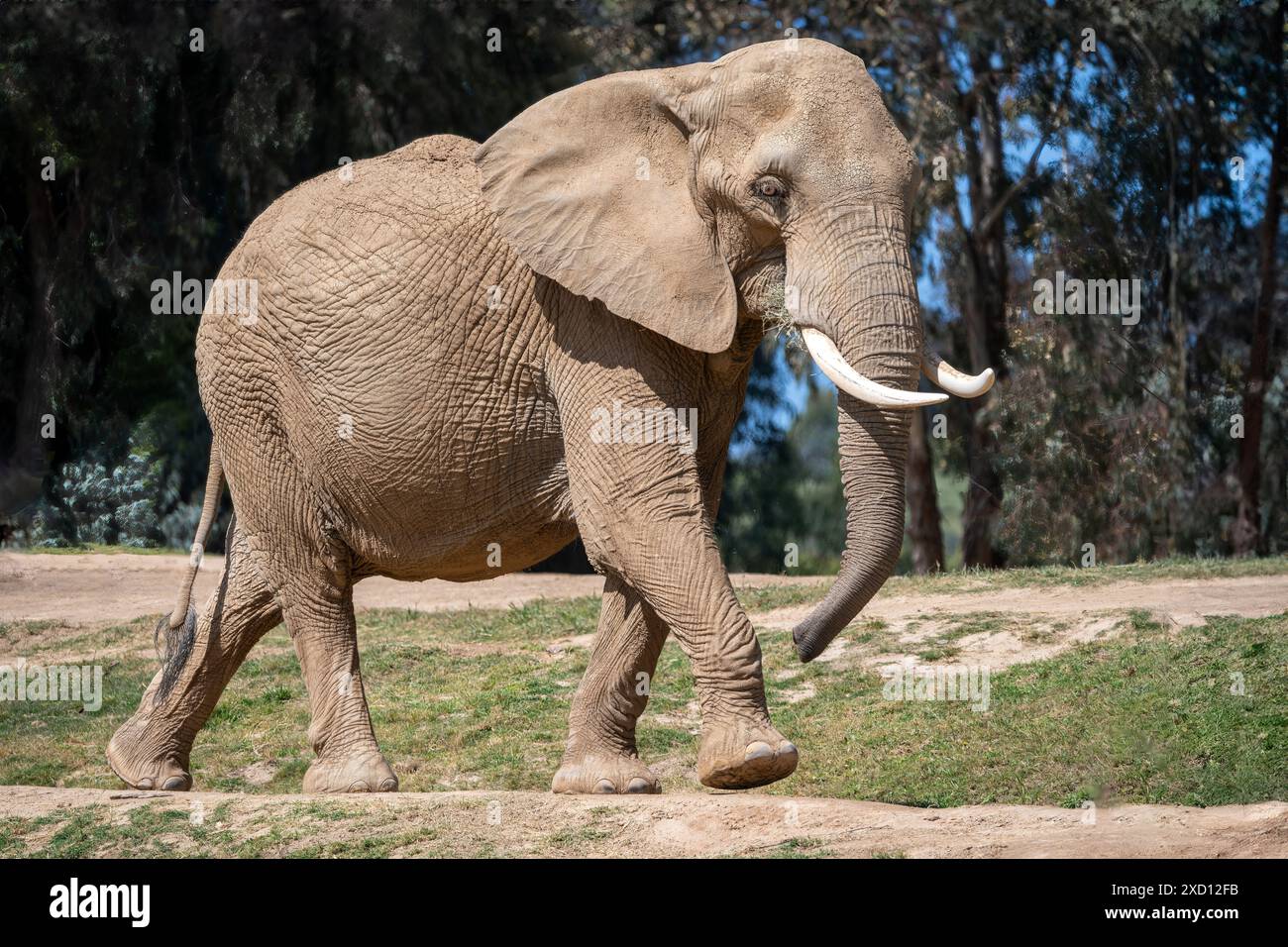 Afrikanischer Elefant, der in einem Dschungel läuft Stockfoto