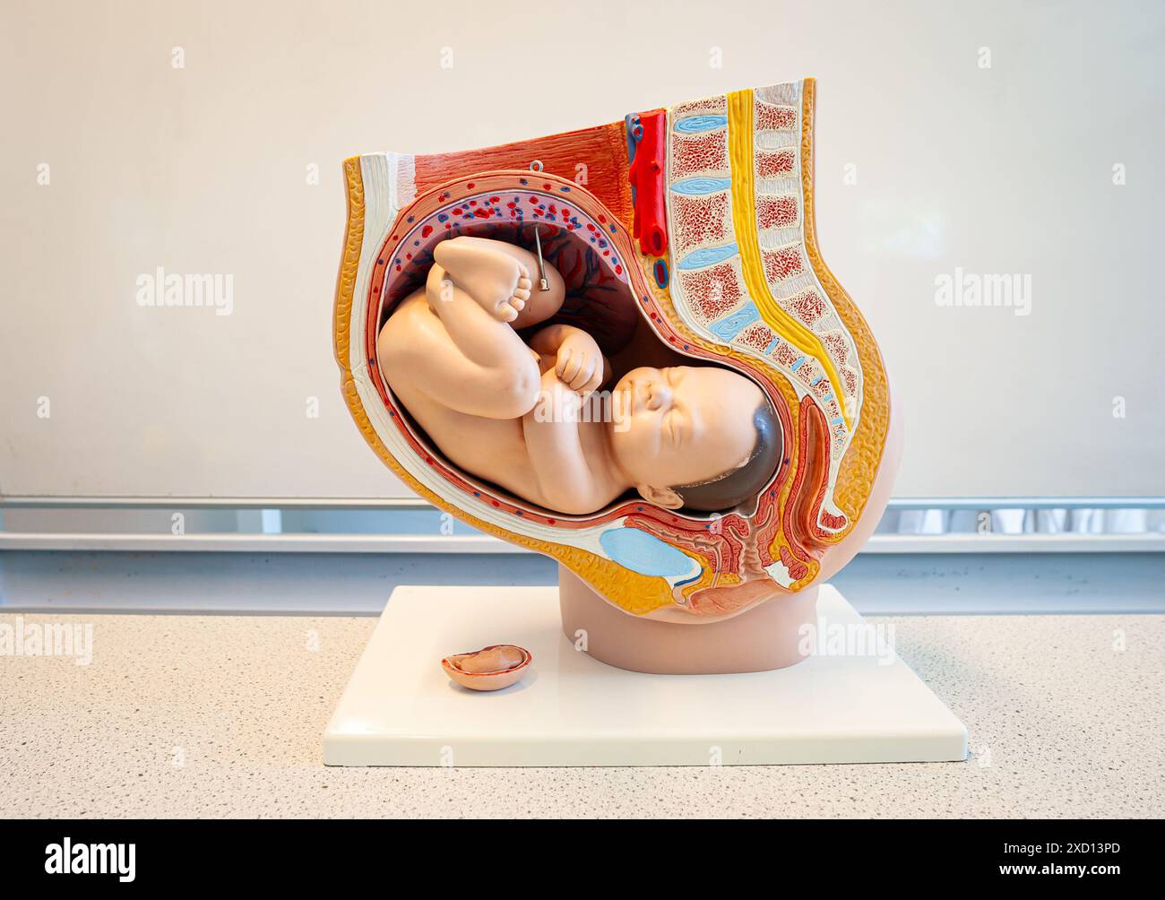 Plastisches Modell eines menschlichen Feten in der Gebärmutter. Wird für die Ausbildung im Biologiekurs in Schulen verwendet. Stockfoto
