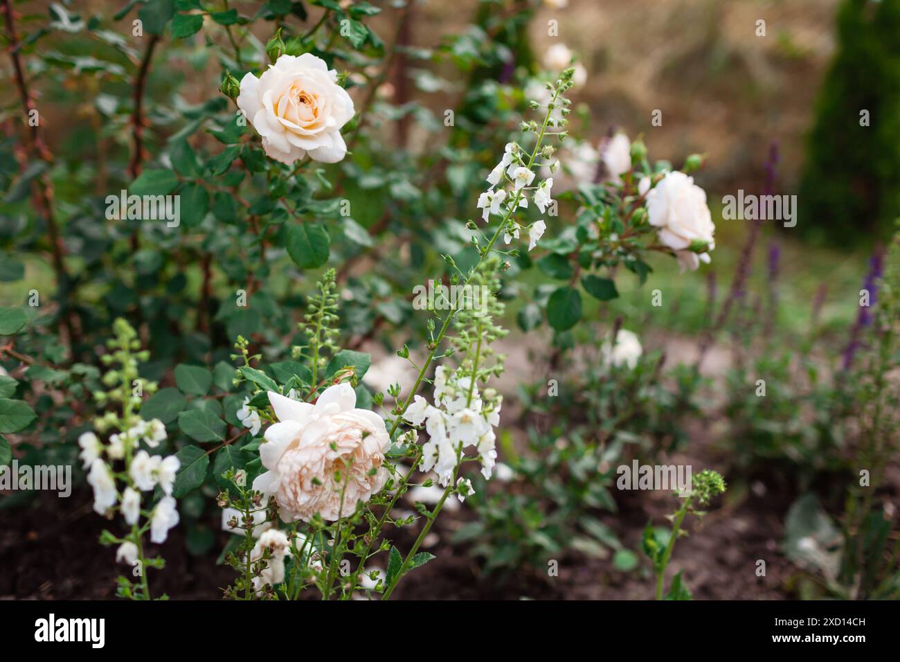 Englische Krokusrose blüht im Sommergarten von verbascum phoeniceum. Weiße cremige Blüten wachsen auf Sträuchern. Austin-Auswahl Stockfoto