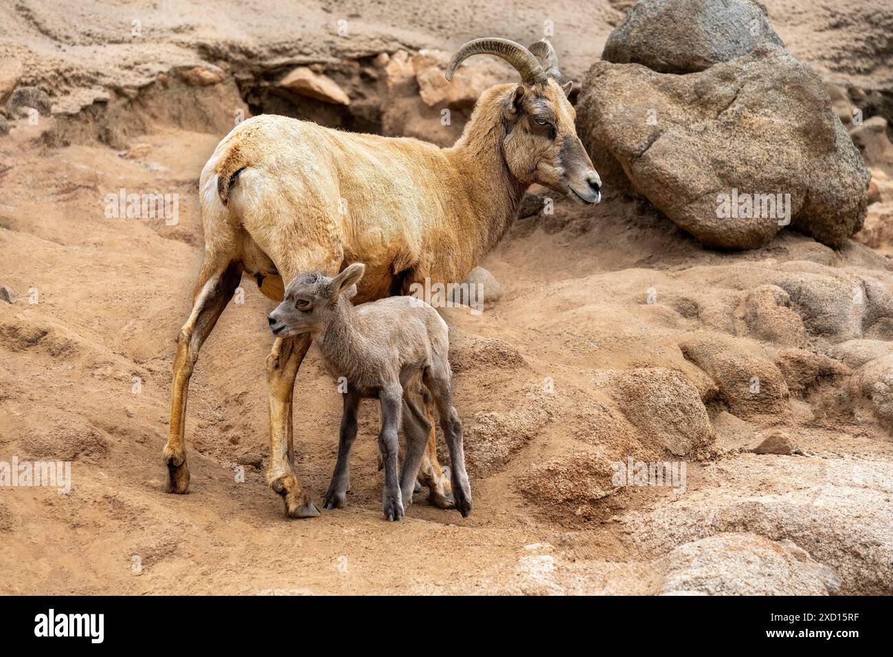 Mutter Bergziege und Kind, die auf einer felsigen Klippe stehen. Stockfoto
