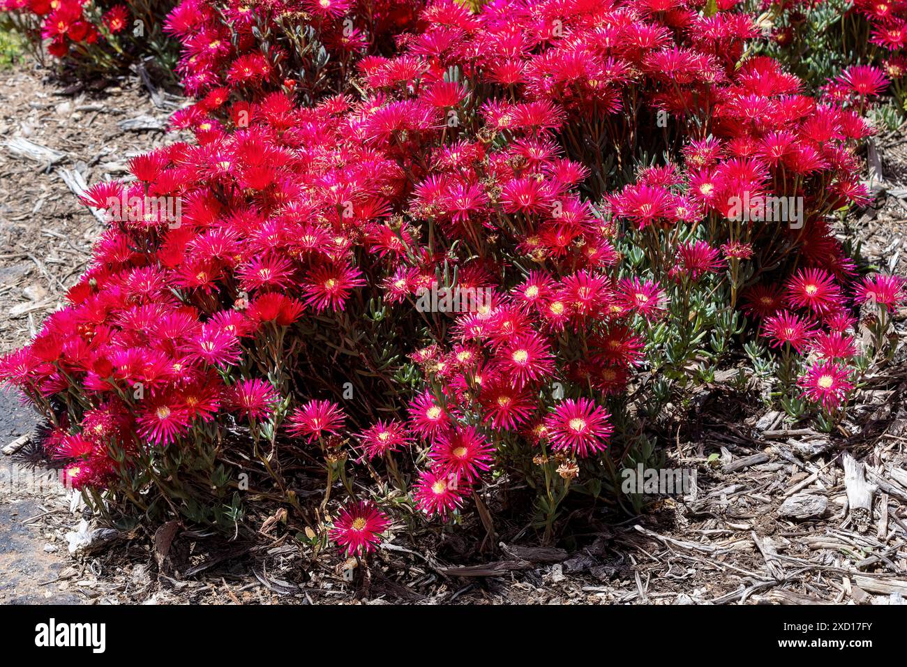 Leuchtend rosa rote Blüten von Eispflanzen (Lampranthus spectabilis) an einem sonnigen Tag Stockfoto