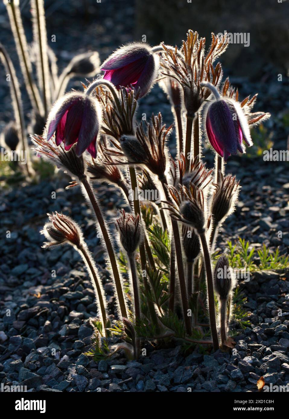 Pasque Flower (oder Pasqueflower), Wind Flower, Prairie Crocus, Osterblume oder Wiese Anemone, Pulsatilla montana, Ranunculaceae. Europa. Der Einheimische Stockfoto