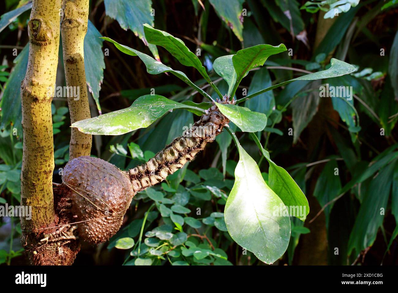 Die Ant-Pflanze, Myrmecodia tuberosa, Rubiaceae. Tropisches Südostasien. Myrmecodia tuberosa, die Ameisenpflanze, ist eine epiphytische Pflanze. Stockfoto