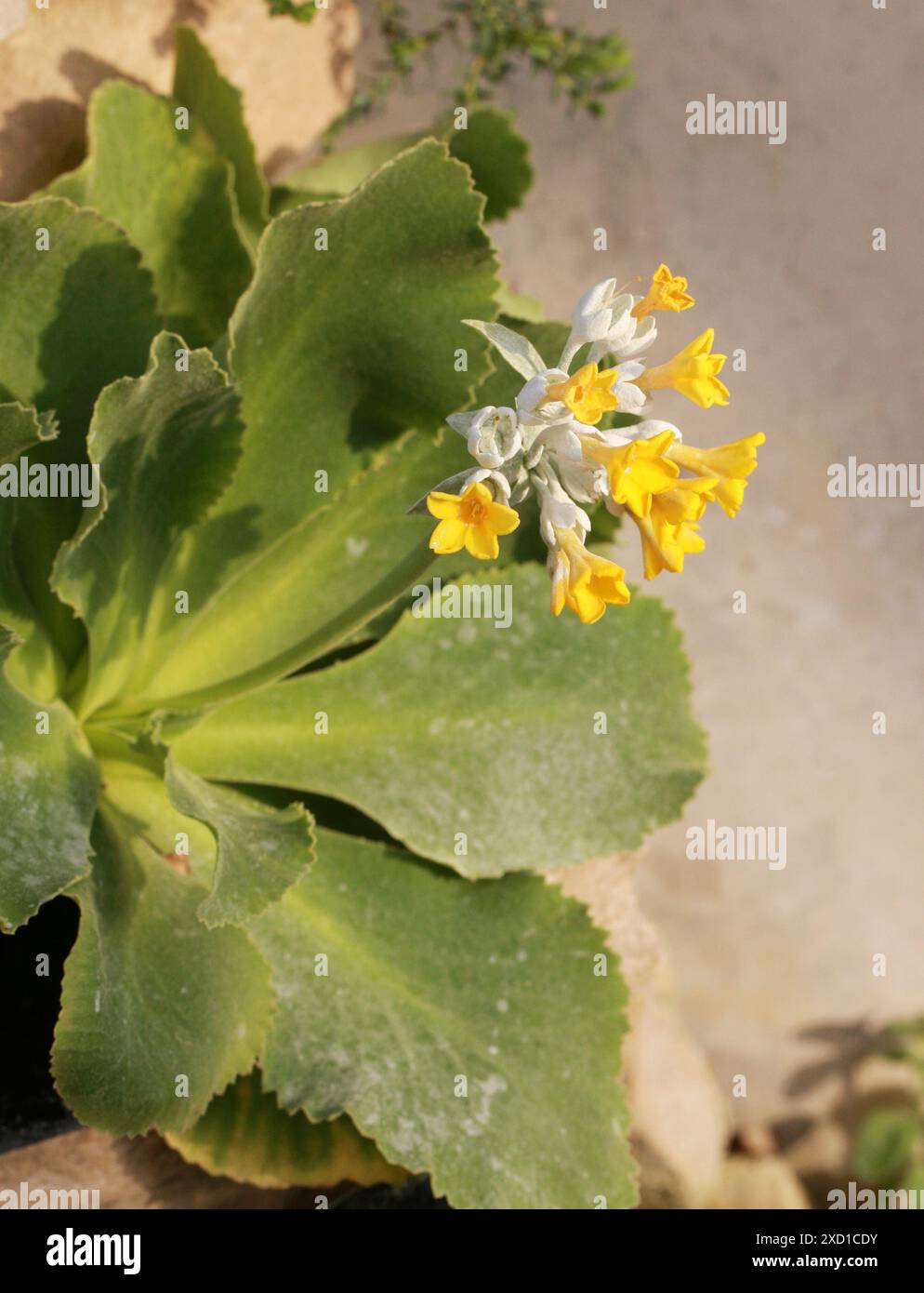 Primula, Primula Palinuri, Primulaceae, Italien, Europa. Endemisch in Italien. Stockfoto