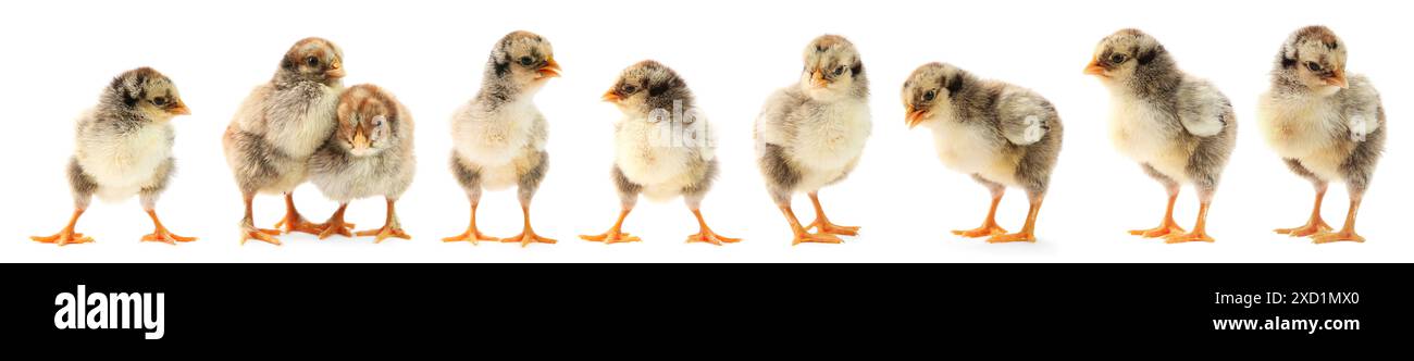 Süße flauschige Küken auf weißem Hintergrund. Babytiere Stockfoto