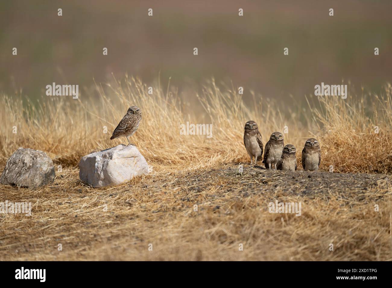 Erwachsene und junge Grabungulen auf einem Nistplatz in Utah Stockfoto