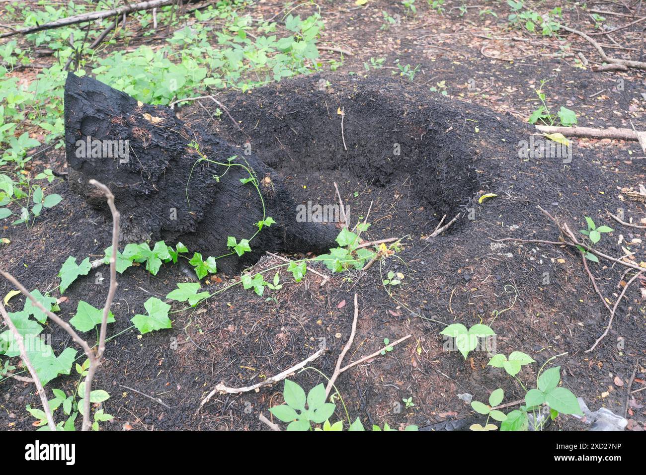 Ein verbrannter Kokosnussbaumstumpf nach dem Baumschnitt für Holz. Slash and Burn Agrar-Konzept. Stockfoto