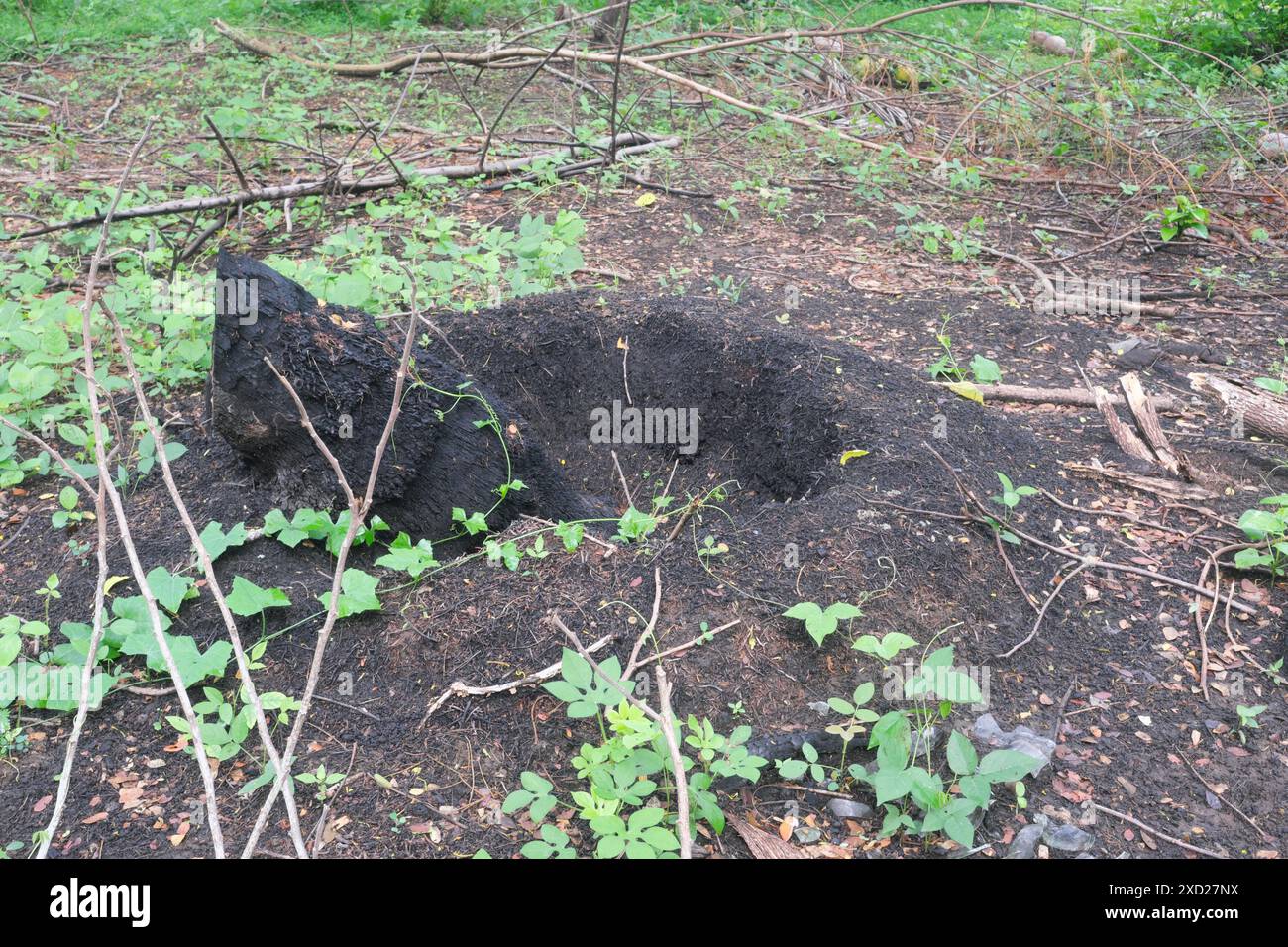 Ein verbrannter Kokosnussbaumstumpf nach dem Baumschnitt für Holz. Slash and Burn Agrar-Konzept. Stockfoto