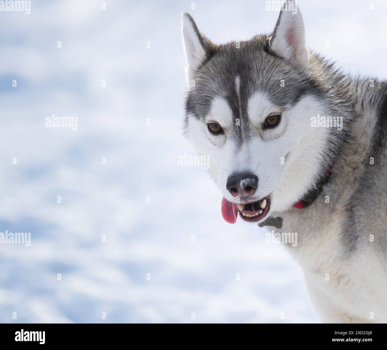 Die junge Husky streckt ihre Zunge aus, während sie auf einem Winterfeld spielt. Stockfoto