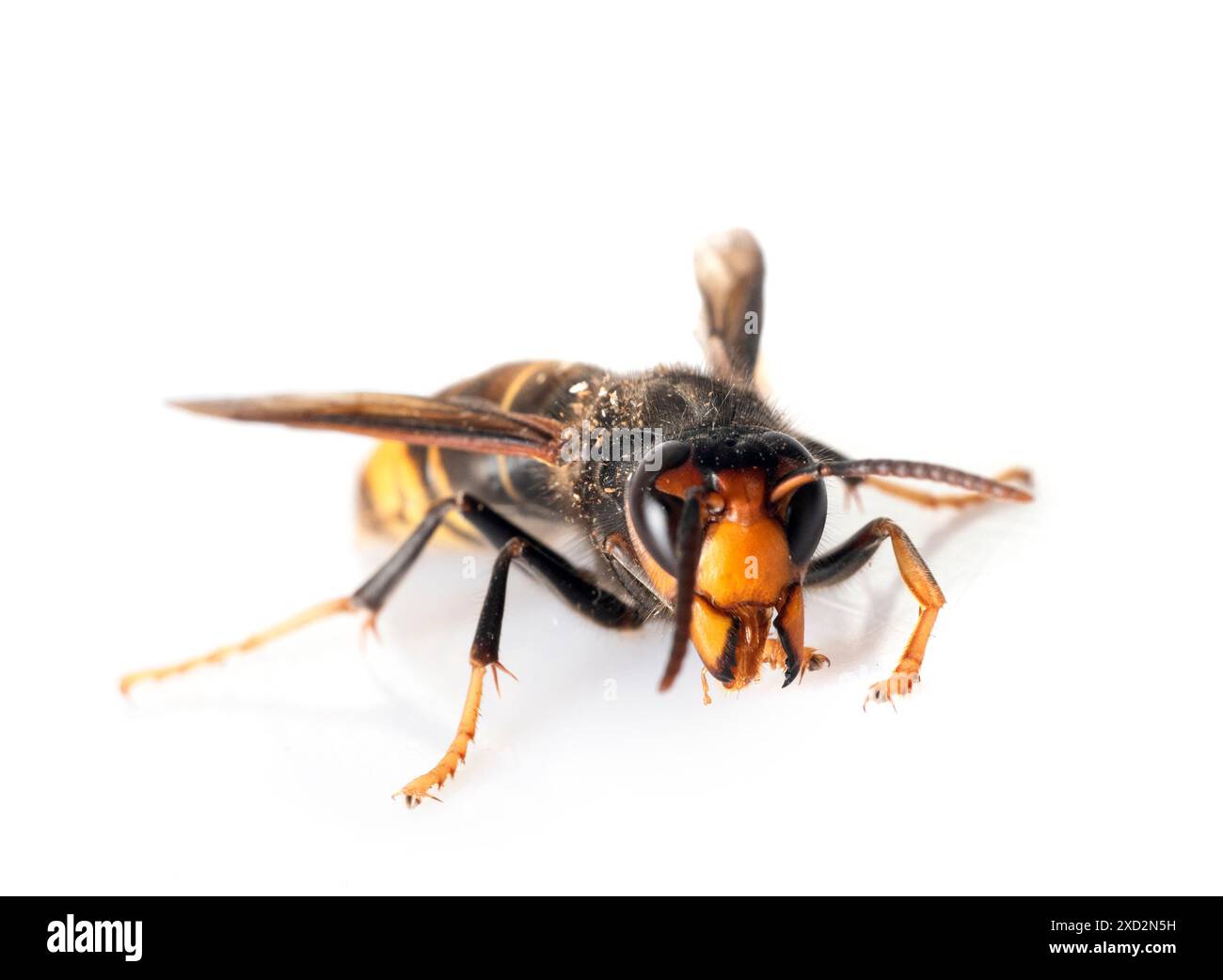 asiatische Hornissen vor weißem Hintergrund Stockfoto