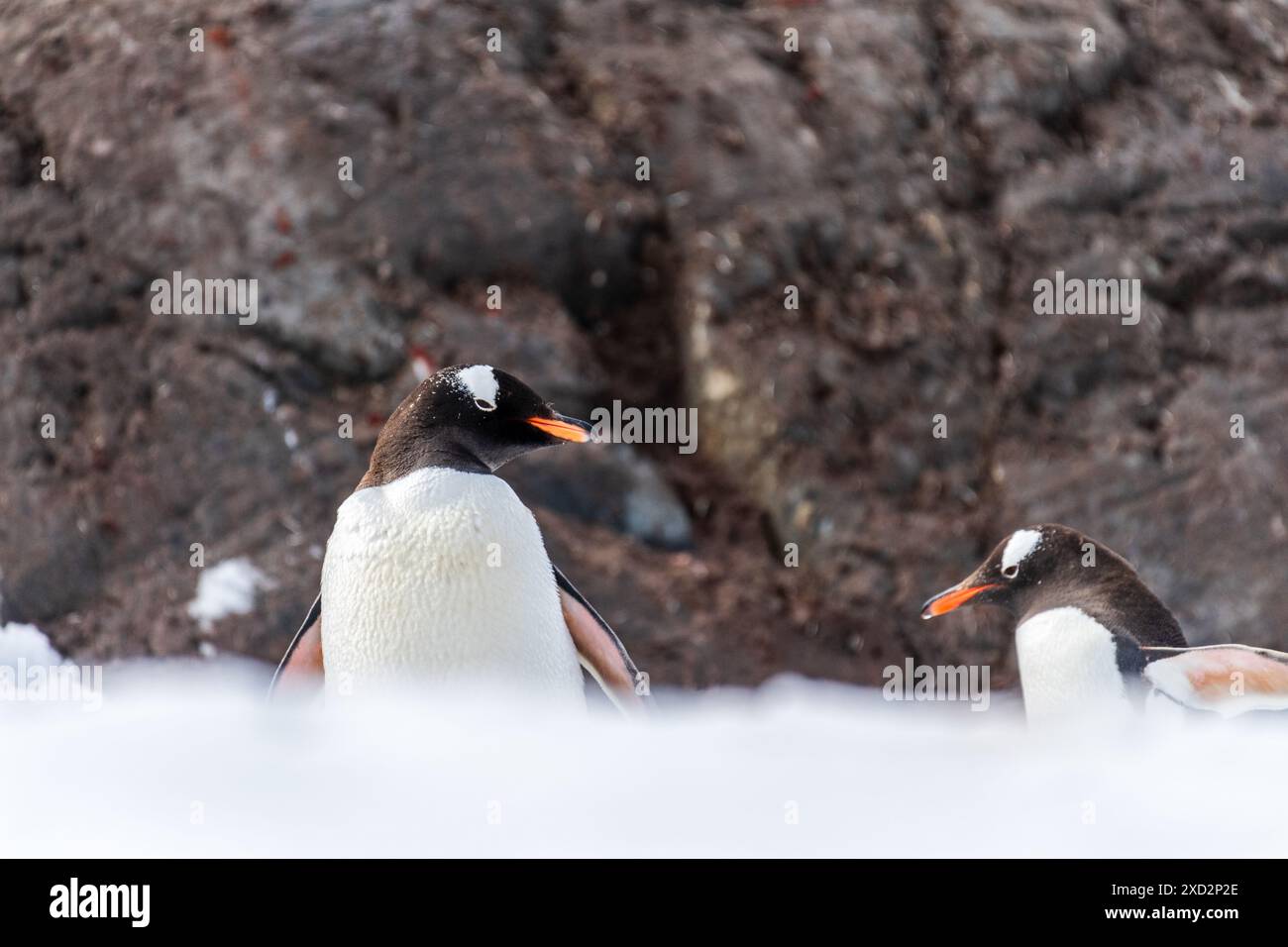 Nahaufnahme eines Gentoo-Pinguins - Pygoscelis papua - durch eine verschneite Landschaft von Trinity Island auf der Antarktischen Halbinsel Stockfoto