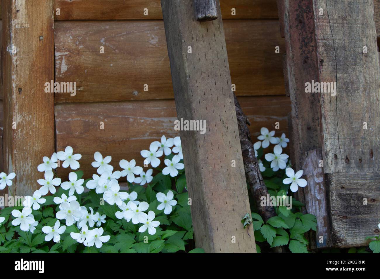 Flacid-Anemone Stockfoto