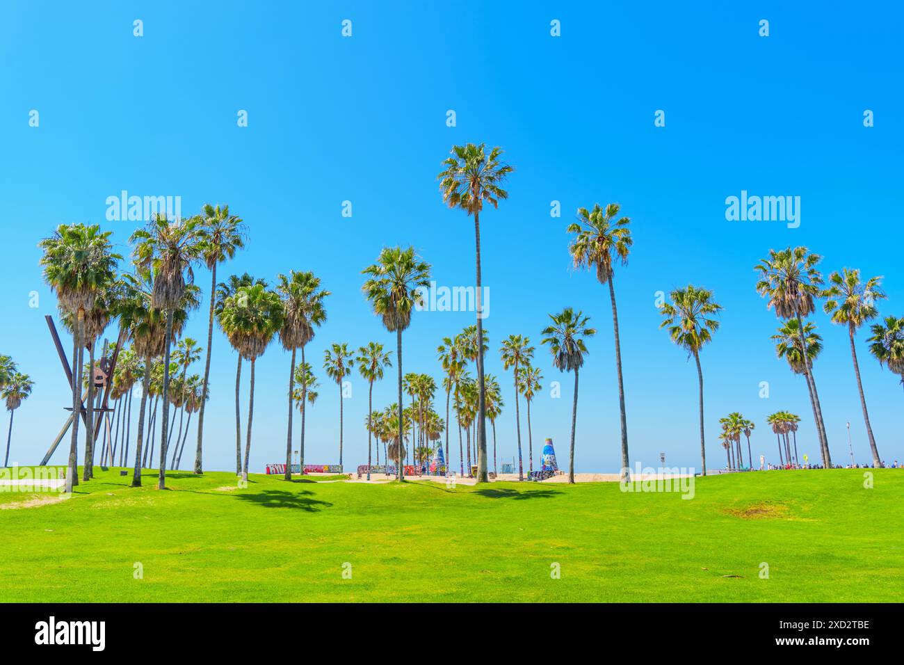 Los Angeles, Kalifornien - 3. April 2024: Venice Beach Szene mit einem großen grünen Rasen, majestätischen Palmen und einem klaren blauen Himmel Stockfoto