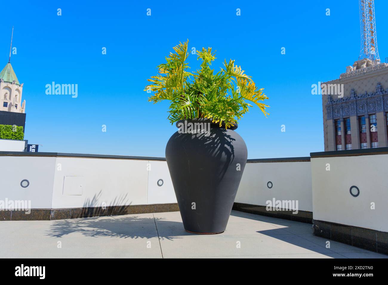 Los Angeles, Kalifornien - 10. April 2024: Dachgarten in der Stadt mit einem großen schwarzen Pflanzgefäß mit grünen Pflanzen steht im Mittelpunkt Stockfoto