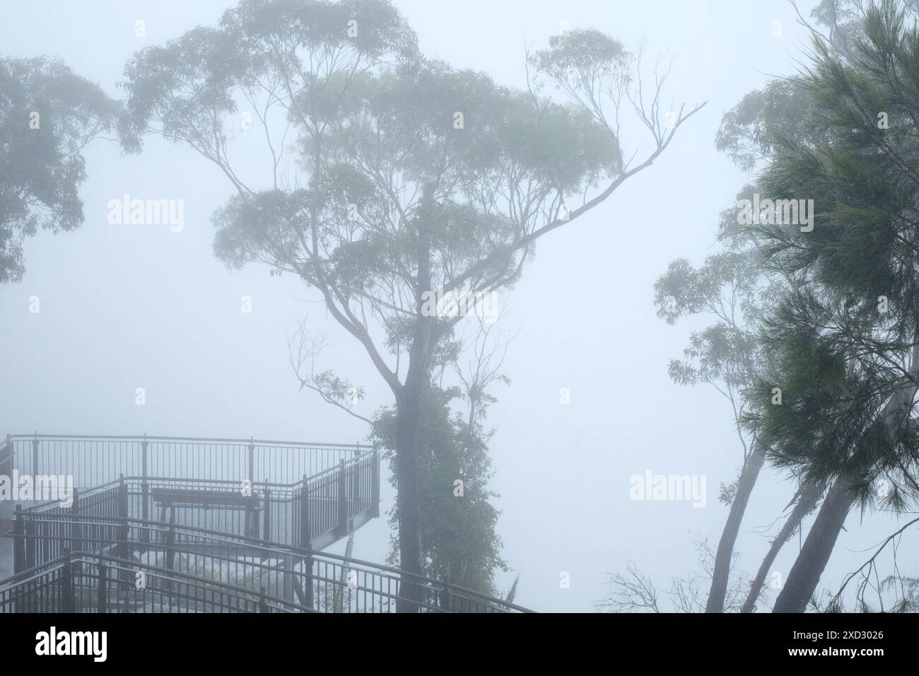 Am Echo Point in den Blue Mountains erheben sich hohe Gummibäume über einer erhöhten Aussichtsplattform, die von starkem Nebel umhüllt sind Stockfoto