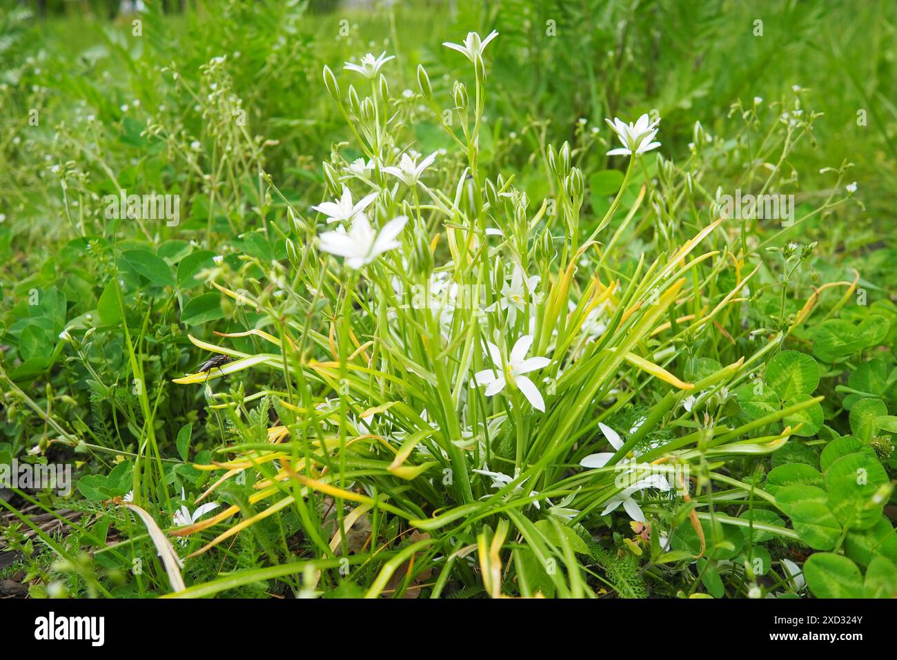 Ornithogalum umbellatum, Gartenstar von Bethlehem, Graslilie, Mittagsschlaf oder elfUhr Dame, die Art der Gattung Ornithogalum ist mehrjährig Stockfoto