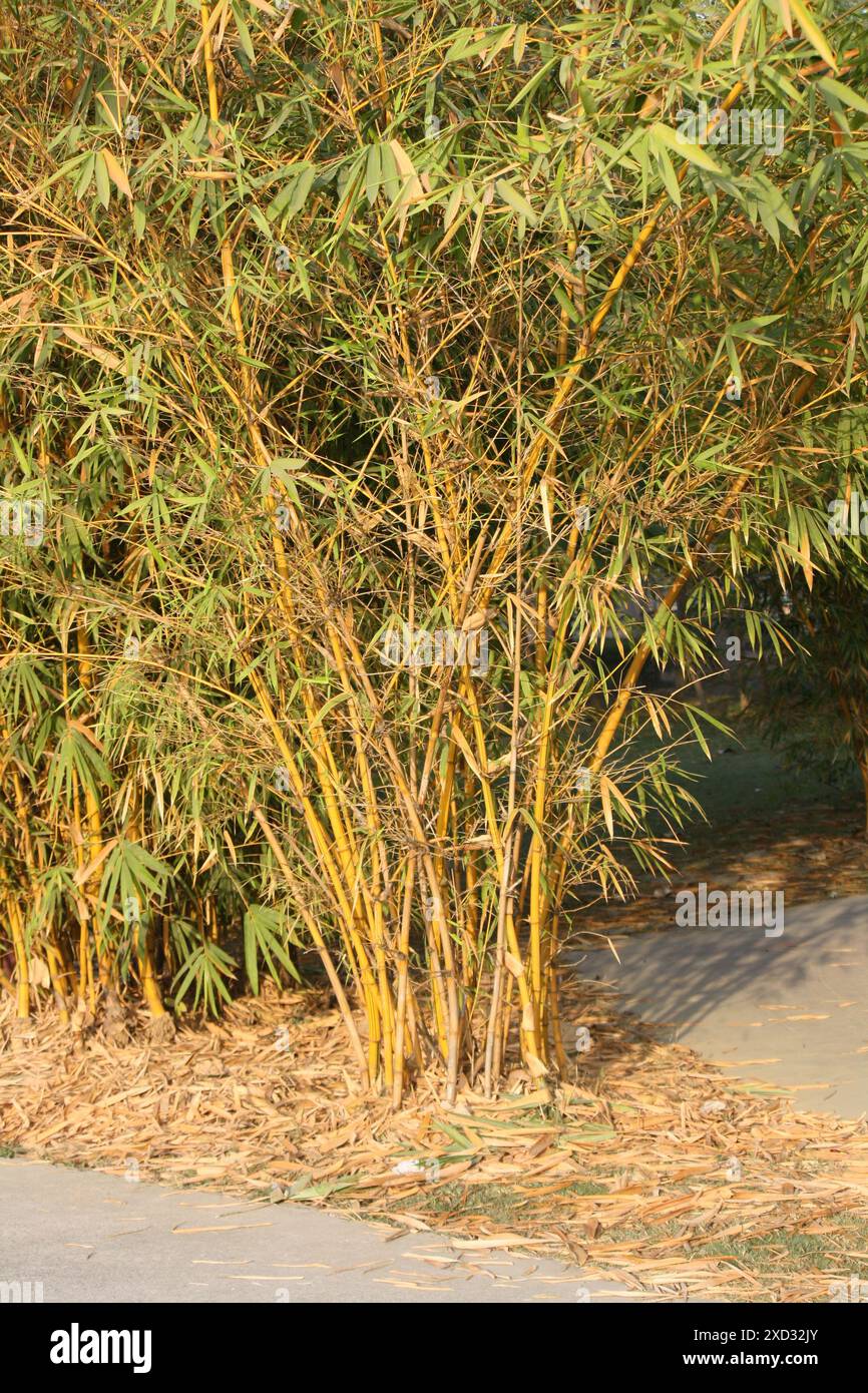 Gemalter Bambus (Bambusa vulgaris) in einem Vergnügungspark : (Bild Sanjiv Shukla) Stockfoto