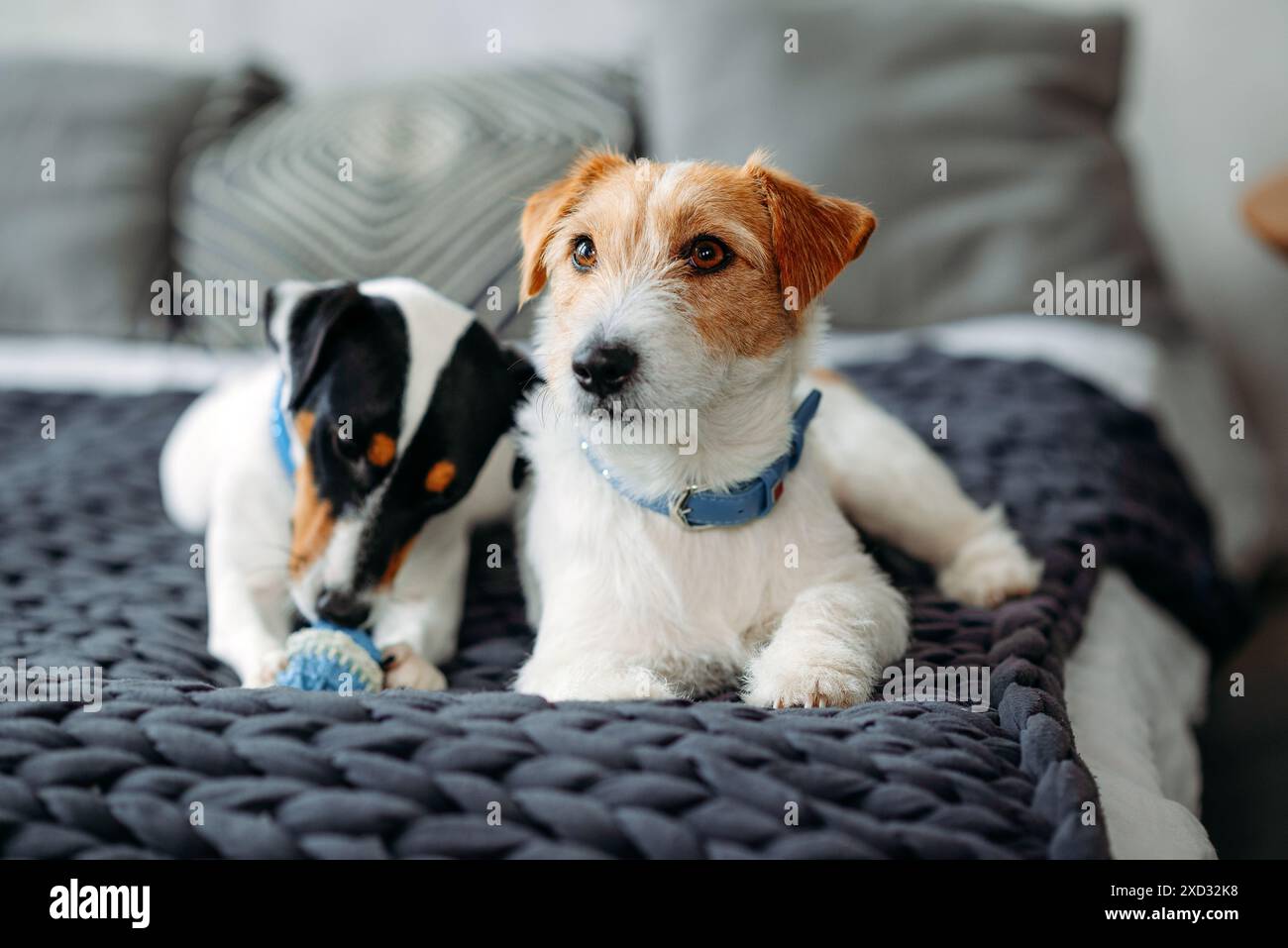 Zwei Jack-Russell-Hunde liegen in Nahaufnahme in einem Hausbett. Hochwertige Fotos Stockfoto