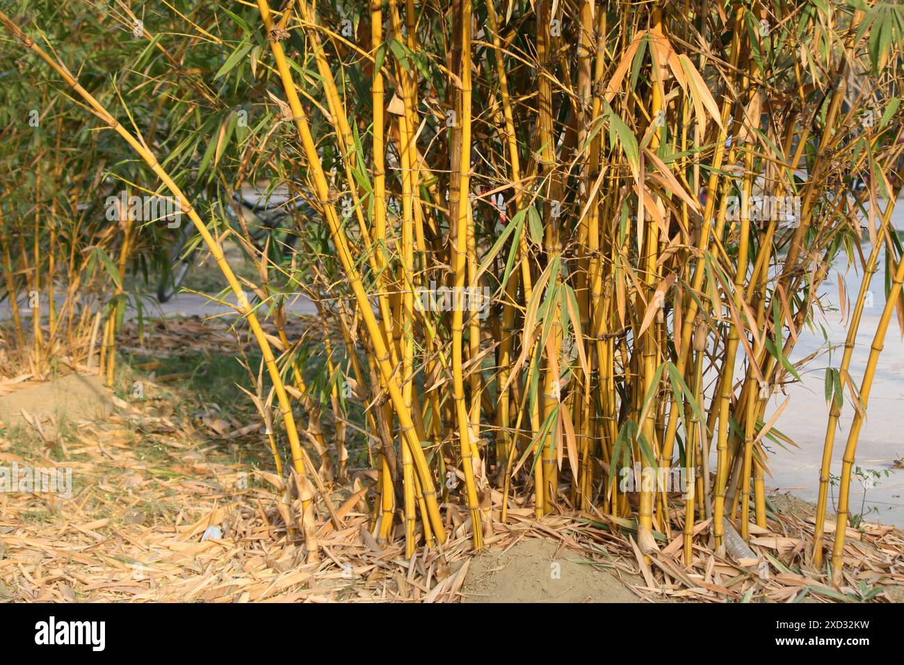 Bambus mit dornen -Fotos und -Bildmaterial in hoher Auflsung  Alamy