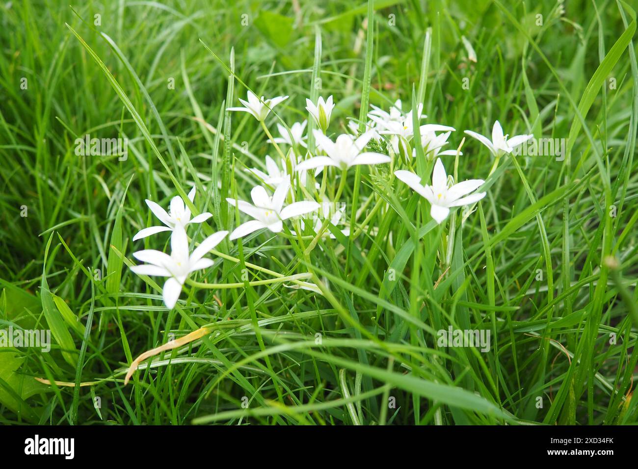 Ornithogalum umbellatum, Gartenstar von Bethlehem, Graslilie, Mittagsschlaf oder elfUhr Dame, die Art der Gattung Ornithogalum ist mehrjährig Stockfoto