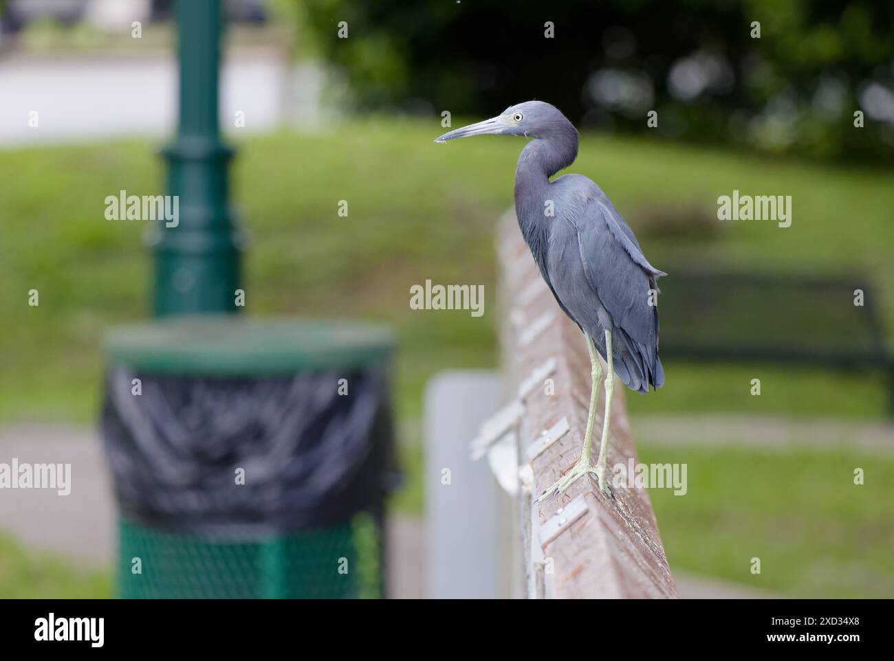Der kleine Blaureiher (Egretta caerulea) thront auf einem Geländer in einem öffentlichen Park. Reiher aller Art sind ein häufiger Anblick in Florida. Stockfoto