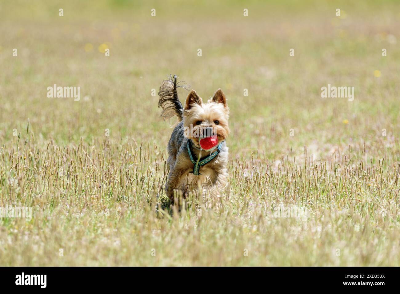 Yorkshire en el campo con una pelota Stockfoto