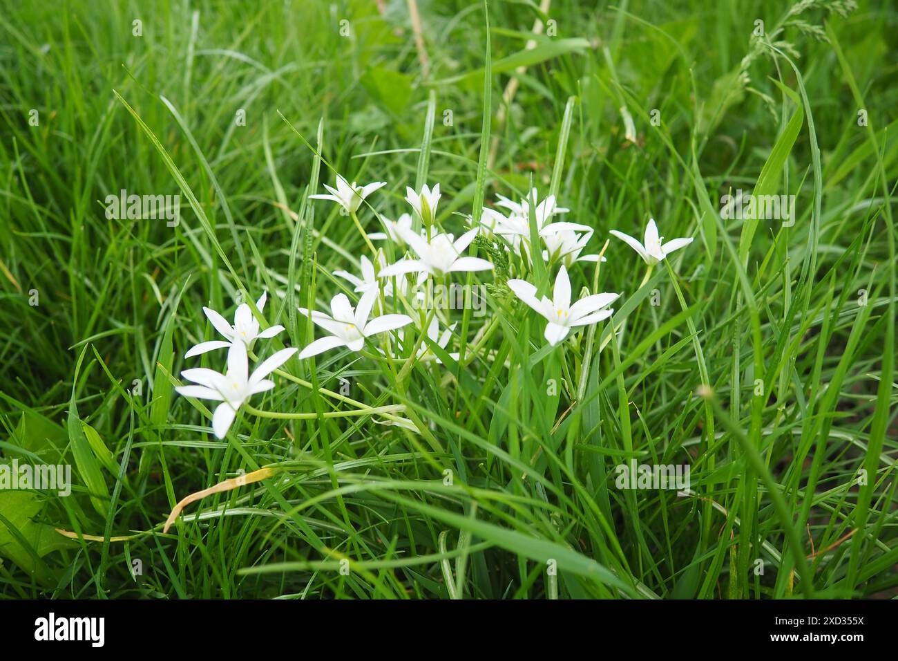 Ornithogalum umbellatum, Gartenstar von Bethlehem, Graslilie, Mittagsschlaf oder elfUhr Dame, die Art der Gattung Ornithogalum ist mehrjährig Stockfoto